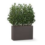 Planters Unlimited - Outdoor Rated Cherry Laurel in Modern Planter