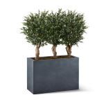 Planters Unlimited - Ixora Chenisis in Modern Fiberstone Planter