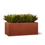 Planters Unlimited - Broad Leaf Agave in Modern Corten Steel Planter