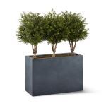 Planters Unlimited - Plum Topiary in Modern Fiberstone Planter