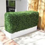 Planters Unlimited - Boxwood Hedge in Modern Planter