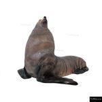 The 4 Kids - Fur Seal