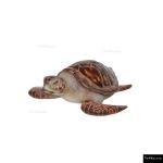 The 4 Kids - Hawksbill Sea Turtle