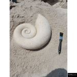 The 4 Kids - Nautilus Shell Fossil