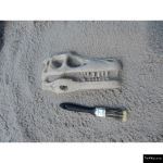 The 4 Kids - Raptor Skull Fossil