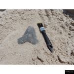 The 4 Kids - Shark Tooth Fossil