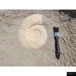 The 4 Kids - Small Ammonite Fossil