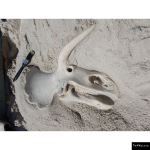 The 4 Kids - Small Triceratops Skull Fossil