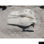 The 4 Kids - T-Rex Skull Fossil