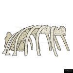The 4 Kids - Dino Rib Skeleton
