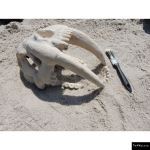 The 4 Kids - Saber Tooth Fossil Skull