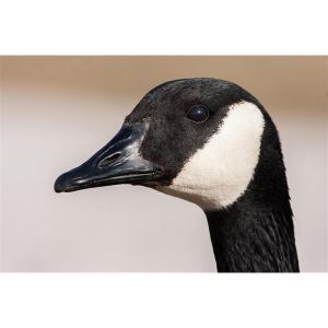 rejex it migrate goose repellent rejex it migrate goose repellent