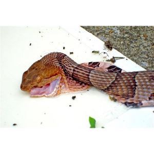 Cahaba Snake Trap - SMALL, Wildlife Control Supplies
